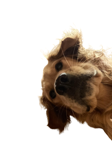 Dog looking foward